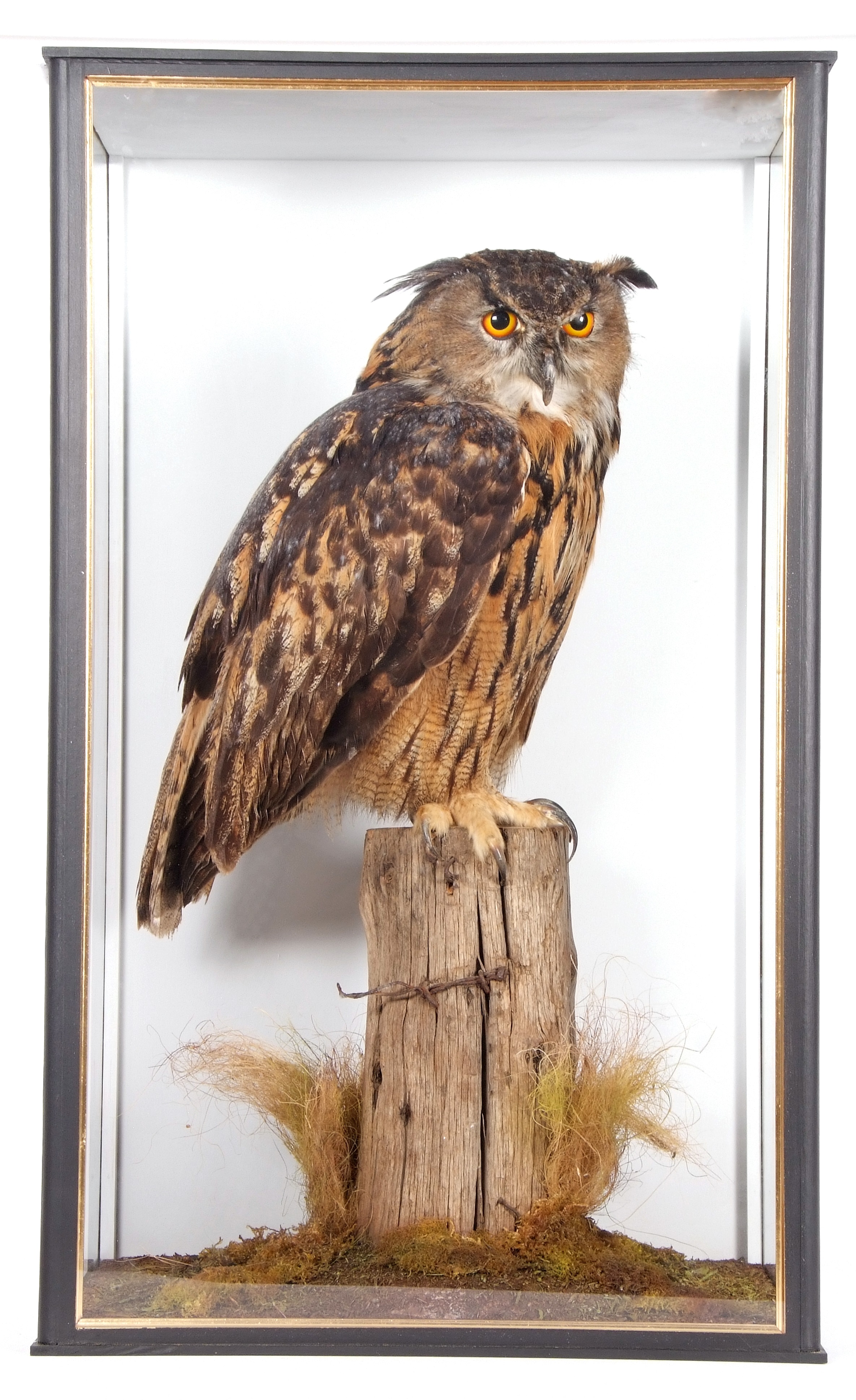 Ornithology, Taxidermy, Natural History and Sporting